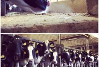 New York’s Dairy Delights