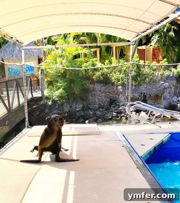 Puerto Vallarta Mexico's Pacific Gem 3 Smiling traveler interacting with a friendly sea lion during an aquatic excursion
