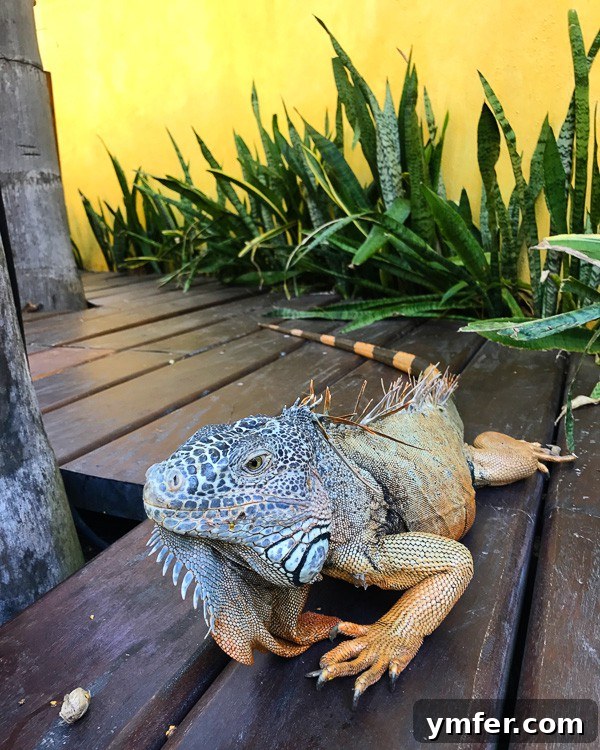 Puerto Vallarta Mexico's Pacific Gem 4 A large green iguana perched on a rock, observing its surroundings