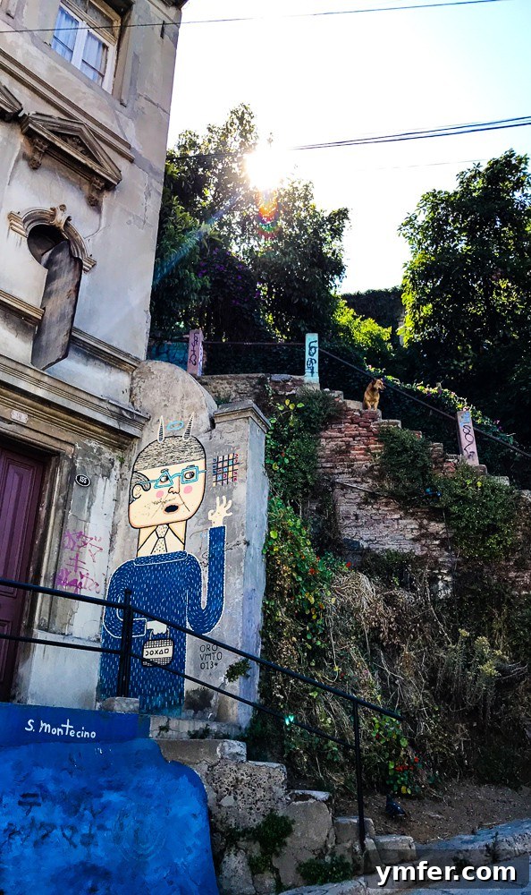 Valparaiso Street Art: Explore Chile's Open-Air Gallery 5 A charming Valparaiso street scene showing a vibrant graffiti wall, with a friendly street dog resting peacefully in the foreground.