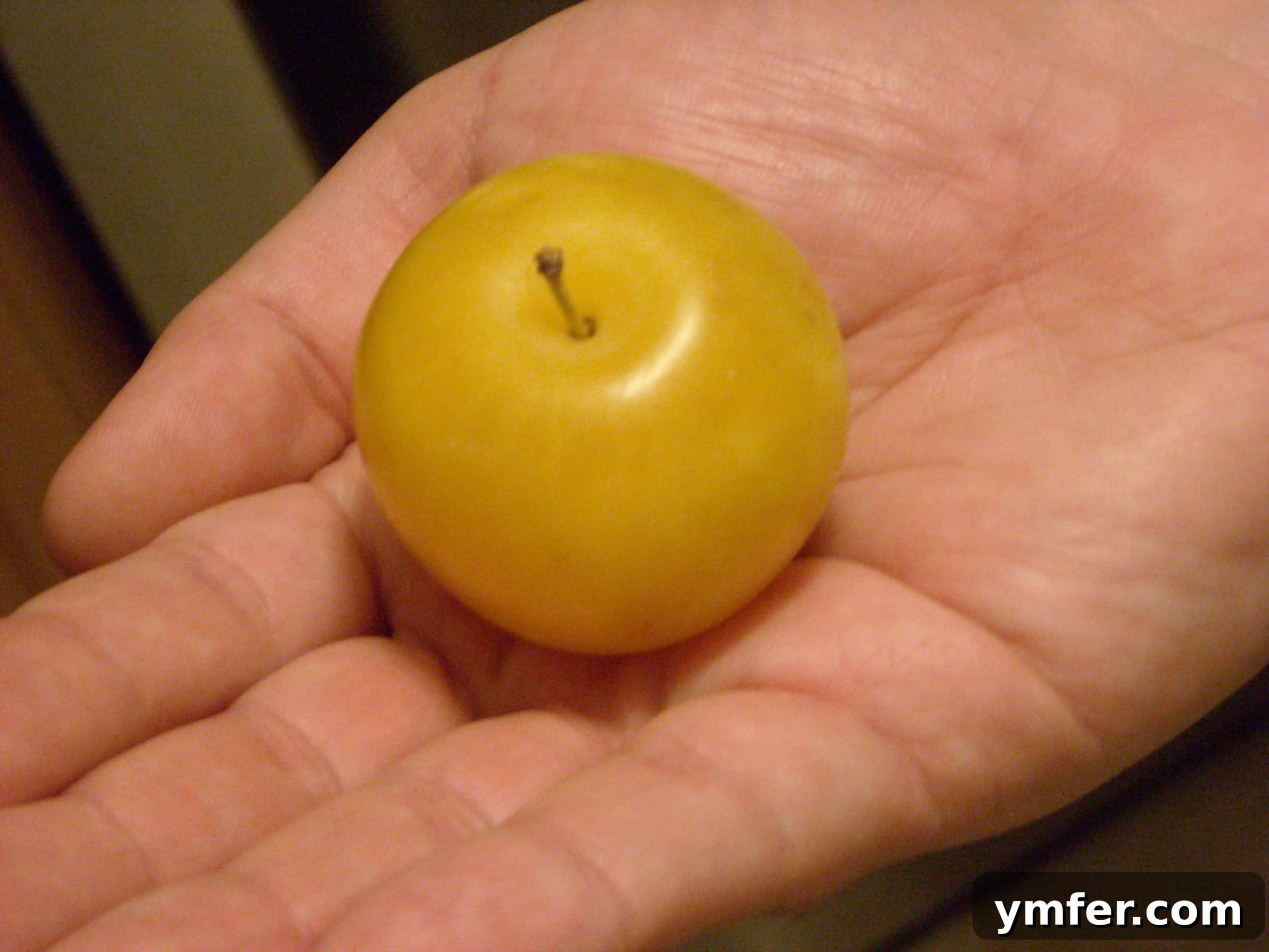 Shiro Plum Tart by Nutmeg Nanny Shiro Plum Tart with a hand holding a slice, by Nutmeg Nanny