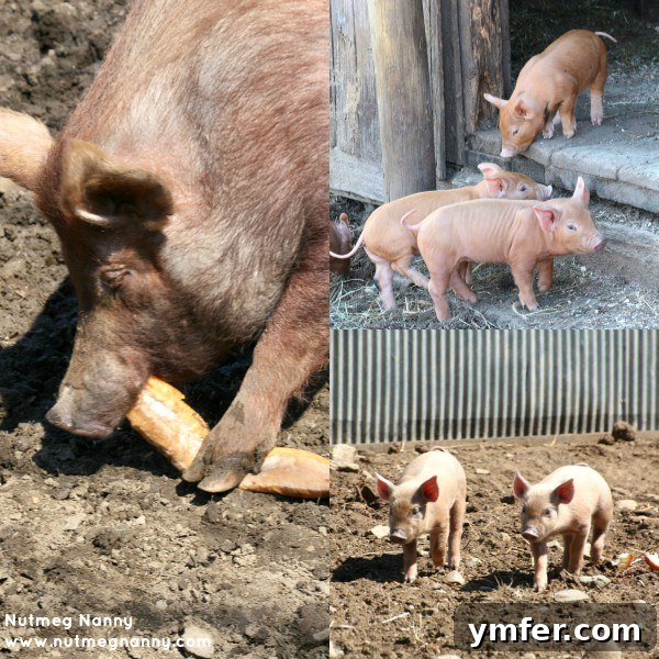 Hogwash Farm animals including piglets and Jacob sheep