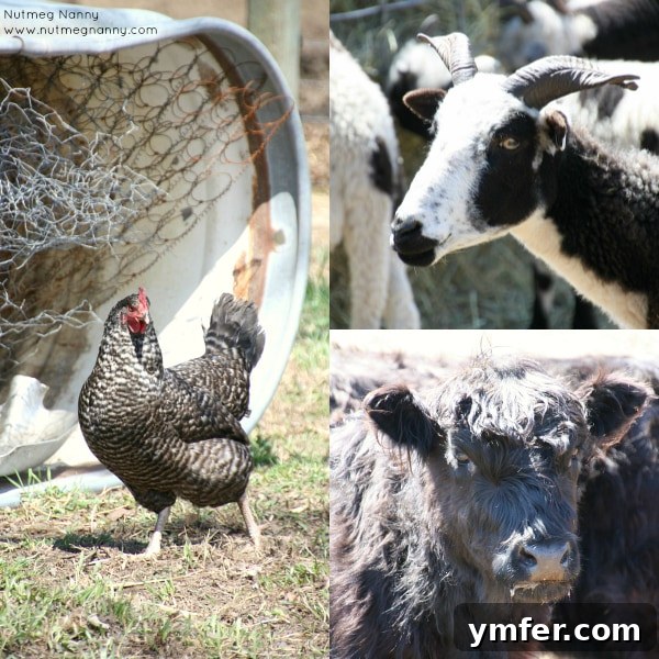 Jacob sheep with unique horns at Hogwash Farm
