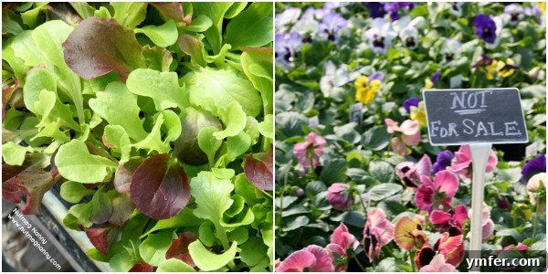 Fresh produce and flowers at Killdeer Farm