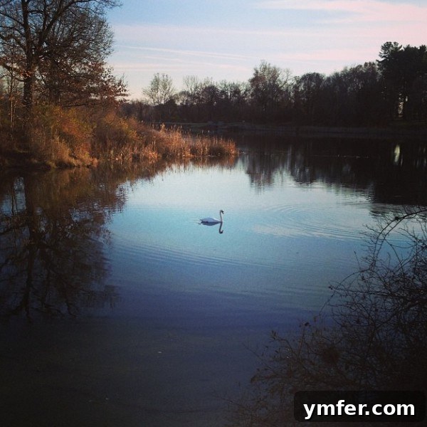 Scenic view of a swan on the Poughkeepsie Rail Trail in autumn