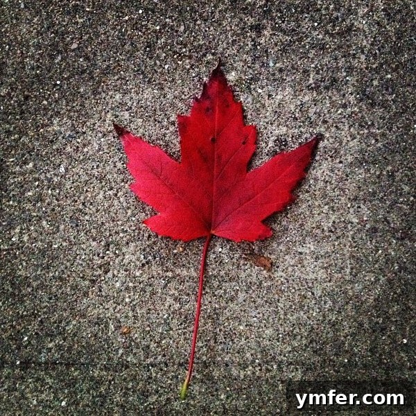 Close-up of a vibrant maple leaf with intricate details