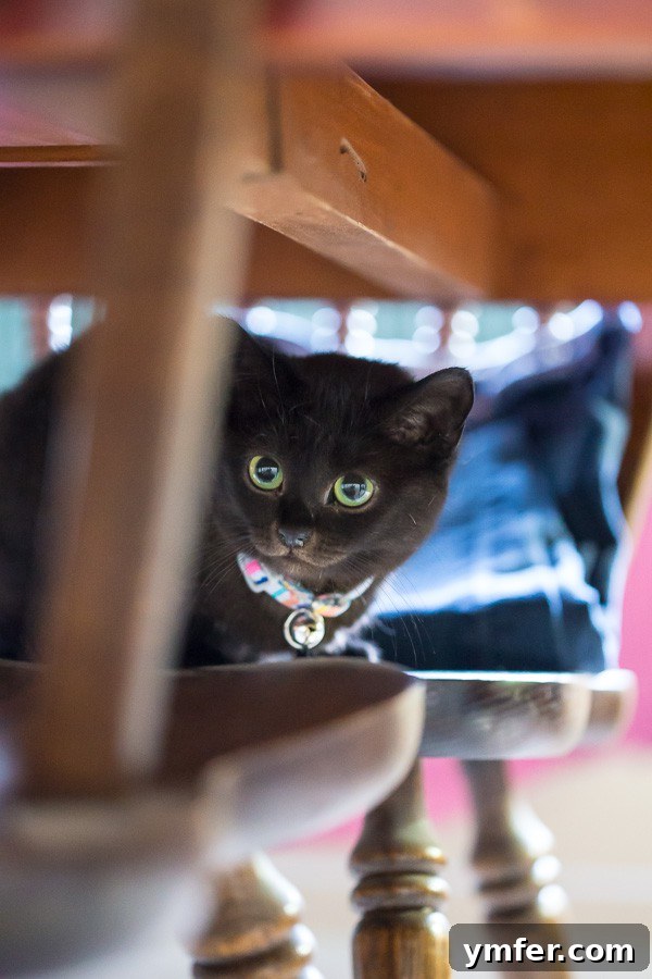 Watermelon Blueberry Mint Sparkle 4 Adorable portrait of Bennie the cat, a tiny and sassy feline, enjoying her new home and bringing joy to the family.