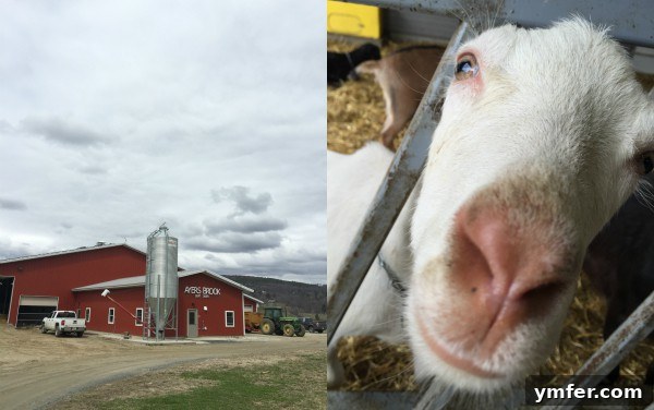 Berry Zucchini Oat Delight Waffles 7 Baby goats at Ayers Brook Farm in Vermont, part of the dairy process for Vermont Creamery.